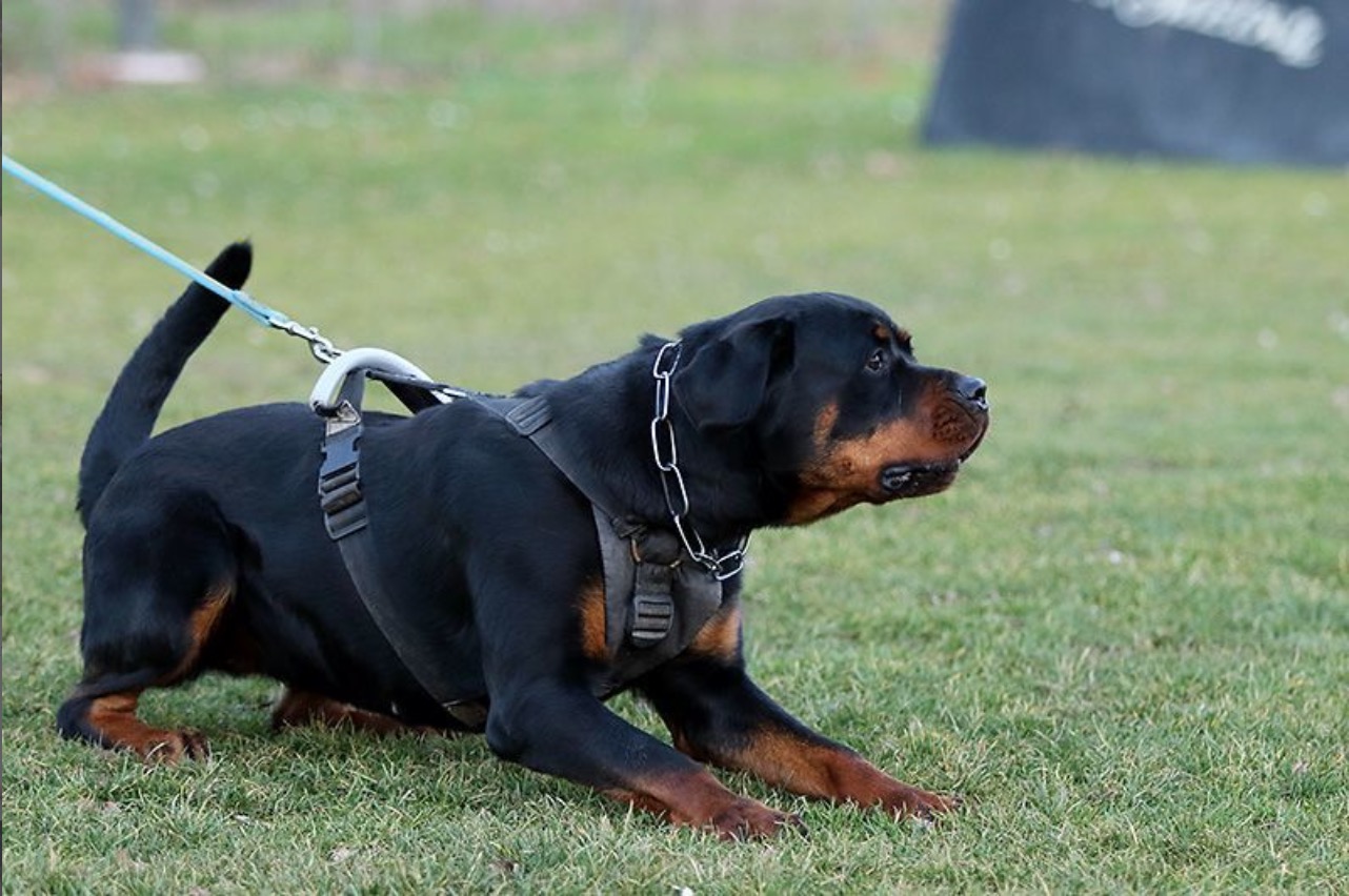 Rottweiler